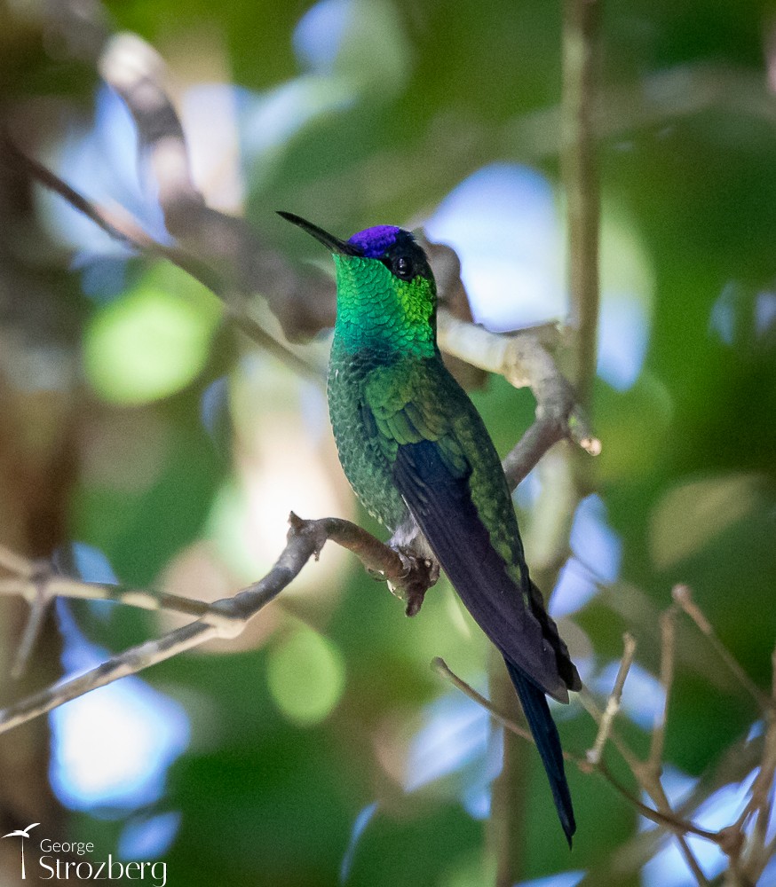 kolibřík fialovotemenný - ML618849207