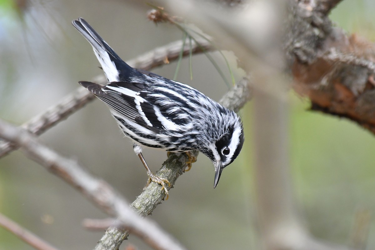 Black-and-white Warbler - ML618849212
