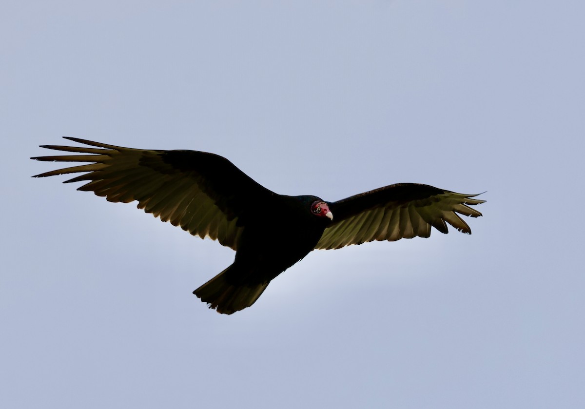 Turkey Vulture - Lisa Goodwin