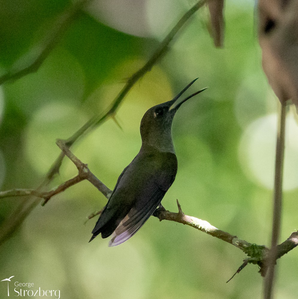 Sombre Hummingbird - ML618849247