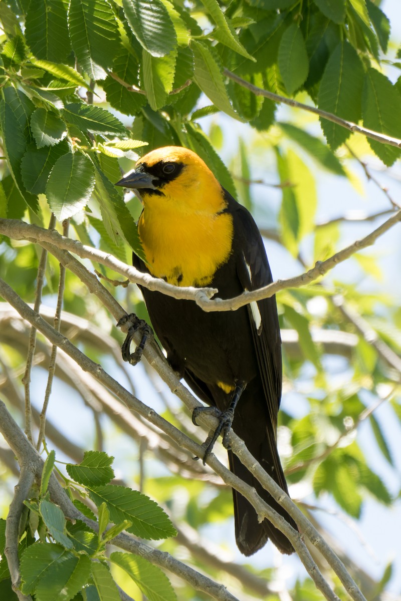 Yellow-headed Blackbird - Lori Buhlman
