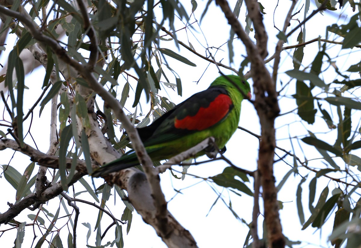 Red-winged Parrot - ML618849262