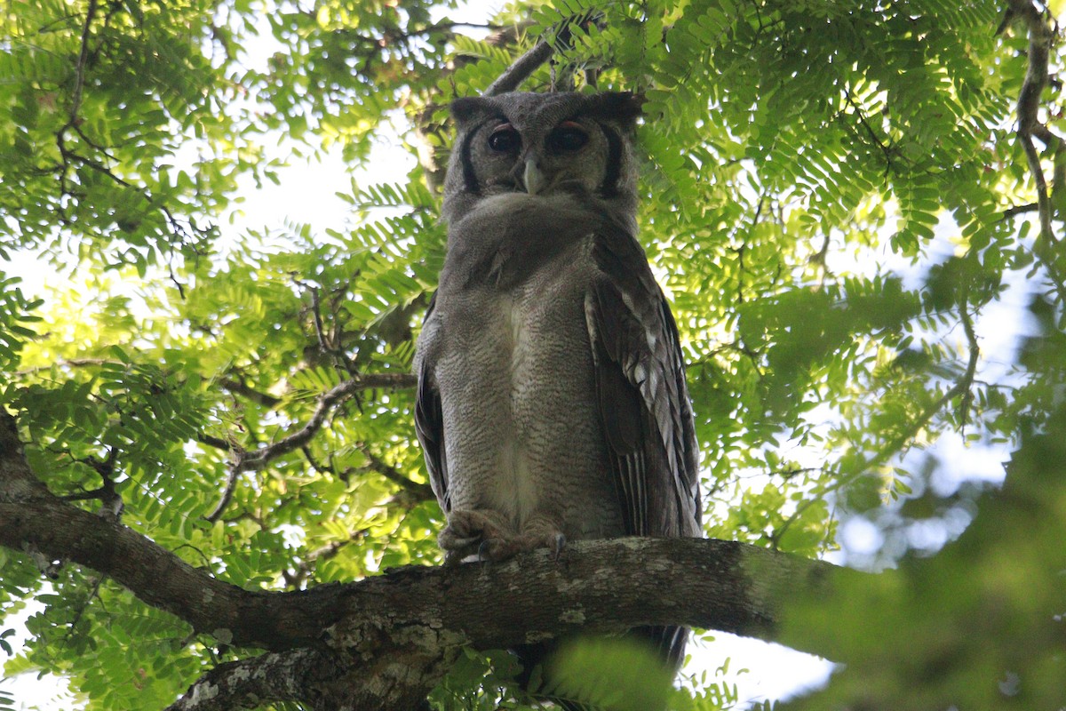 Verreaux's Eagle-Owl - James Apolloh ~Freelance Tour Guide