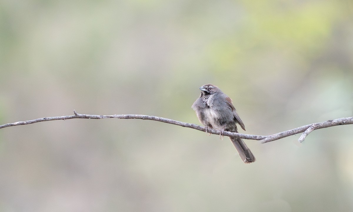 Five-striped Sparrow - Joshua Hogan