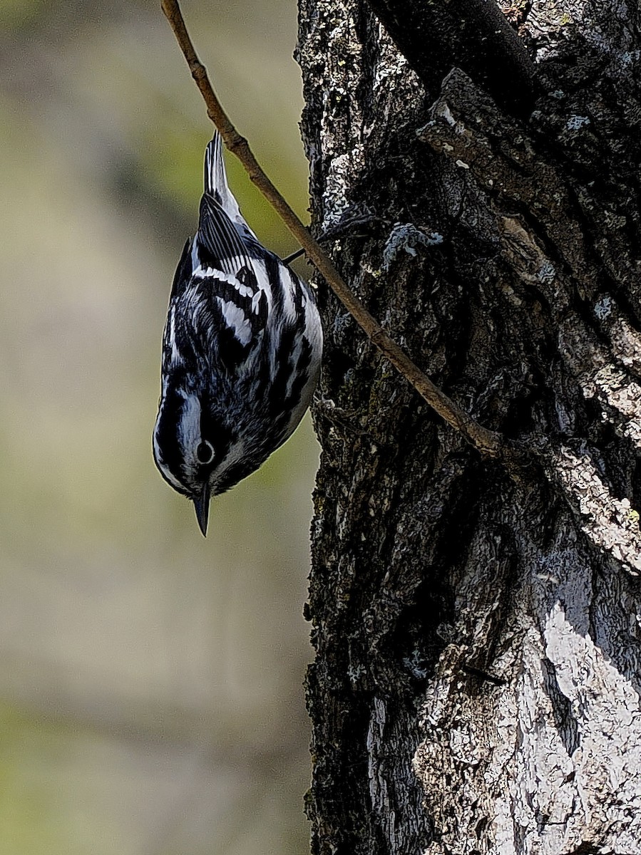 Black-and-white Warbler - ML618849297