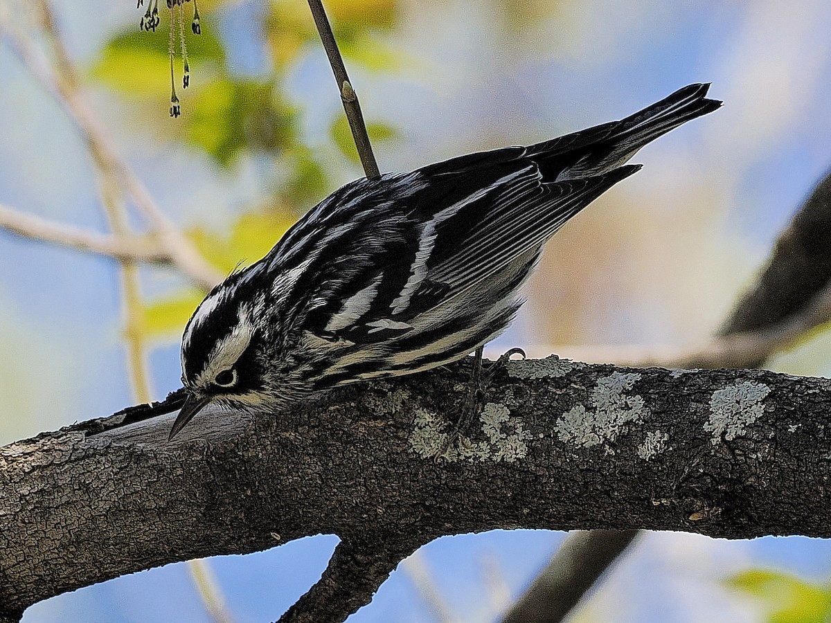 Black-and-white Warbler - ML618849298