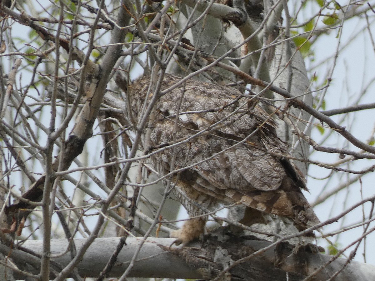 Great Horned Owl - ML618849314