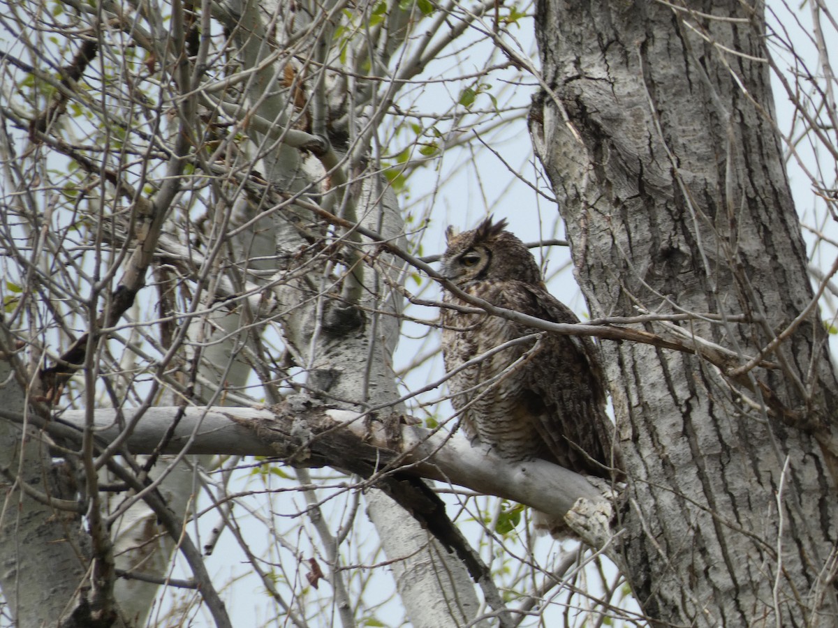 Great Horned Owl - ML618849315