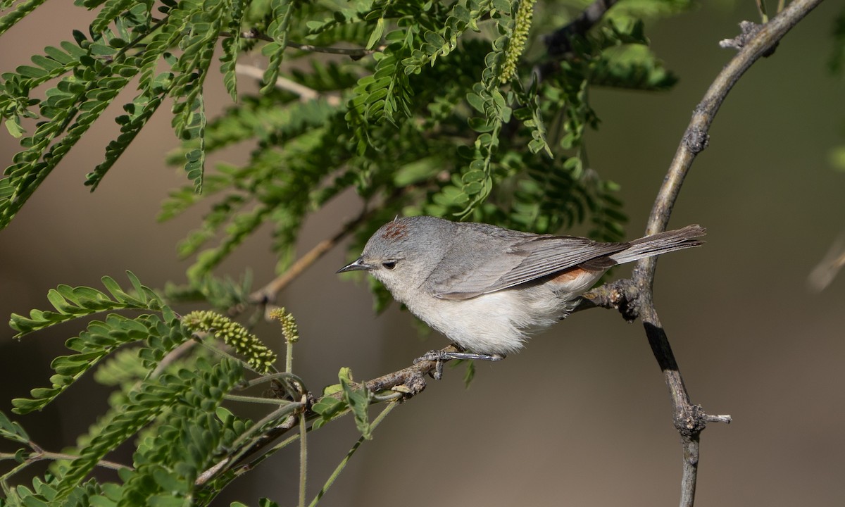 Lucy's Warbler - ML618849329