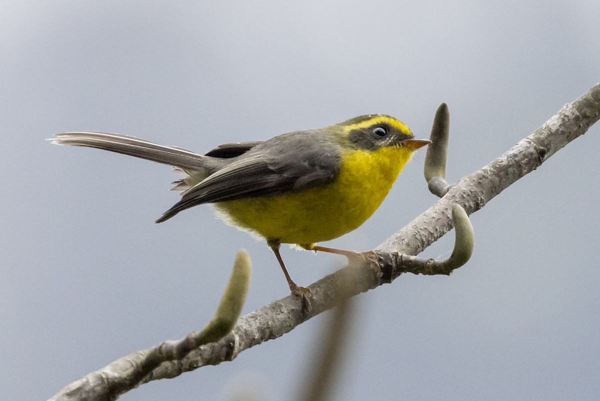 Yellow-bellied Fairy-Fantail - ML618849331