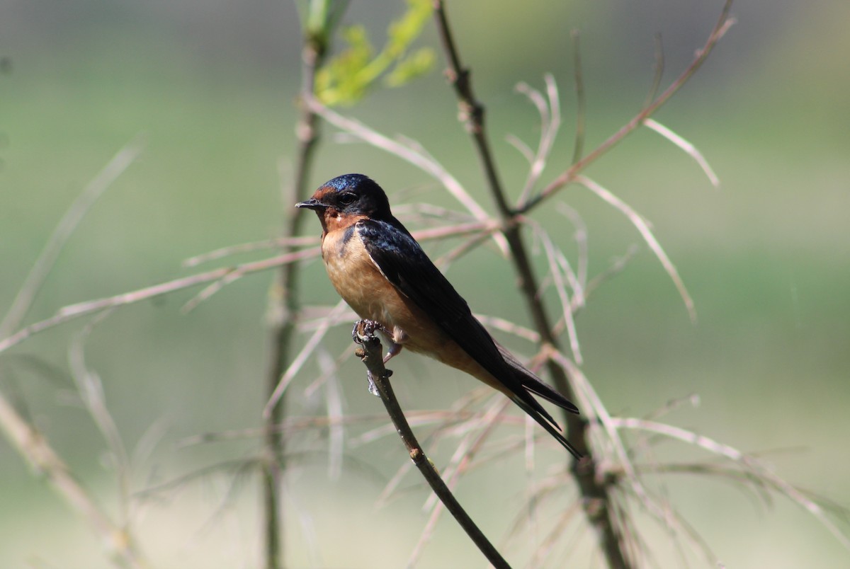 Barn Swallow - Savannah Messinger (Sexton)