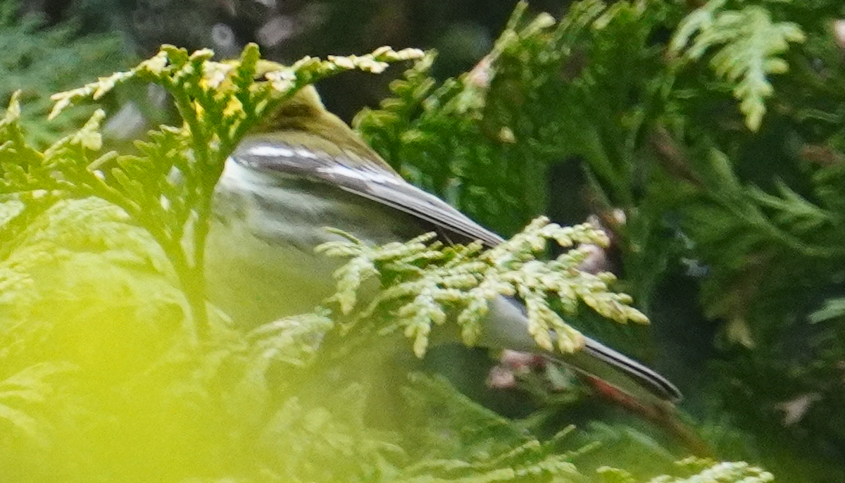 Black-throated Green Warbler - ML618849363