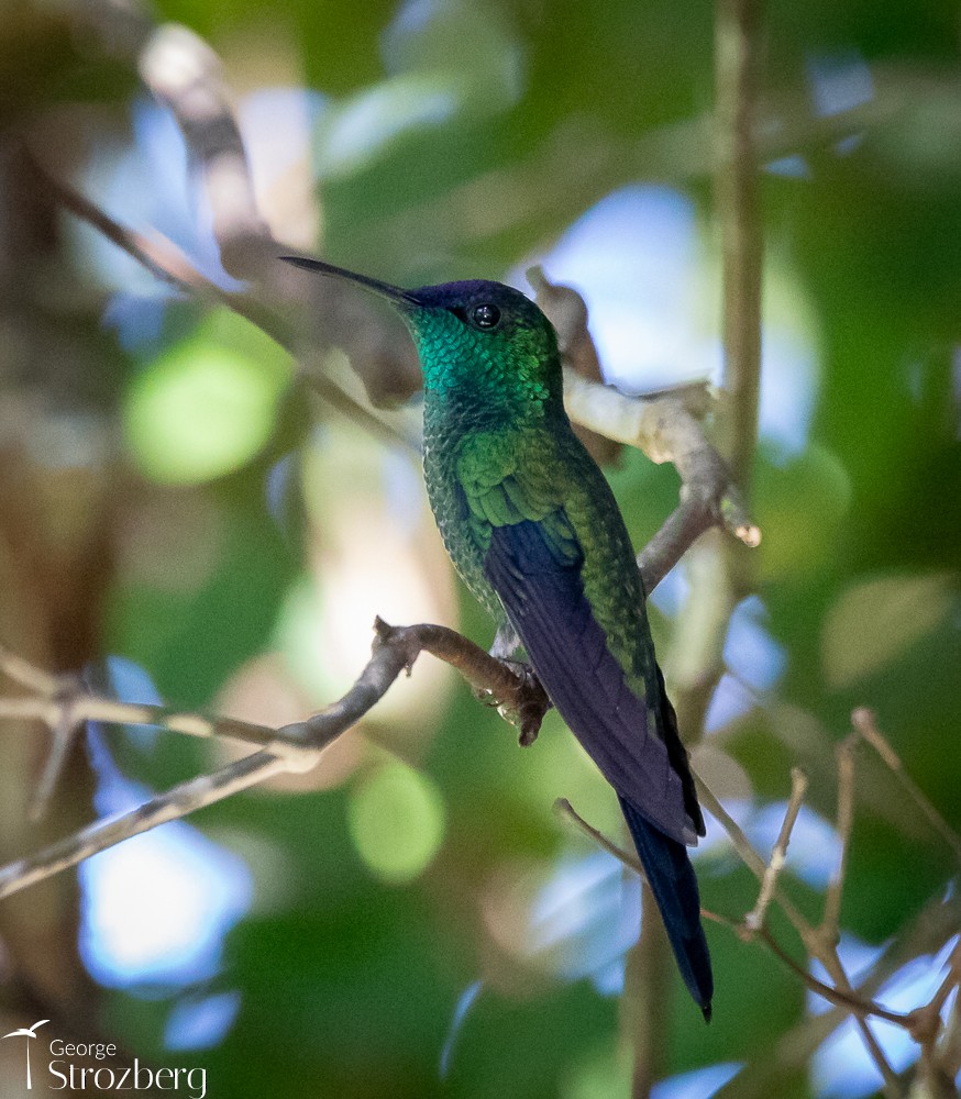 kolibřík fialovotemenný - ML618849369