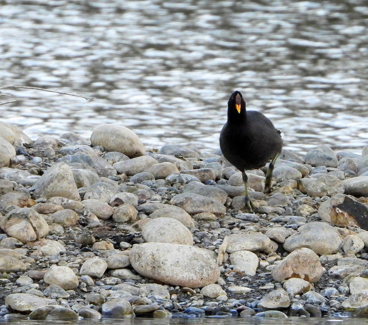 Red-fronted Coot - Julián Tocce