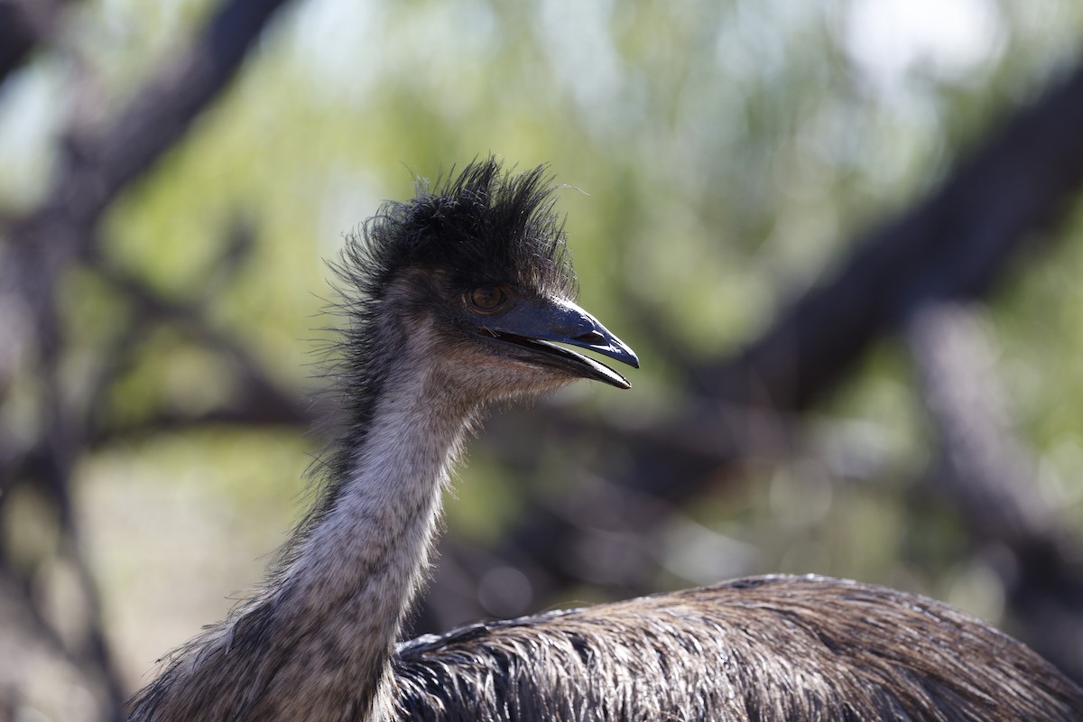 emu hnědý - ML618849403