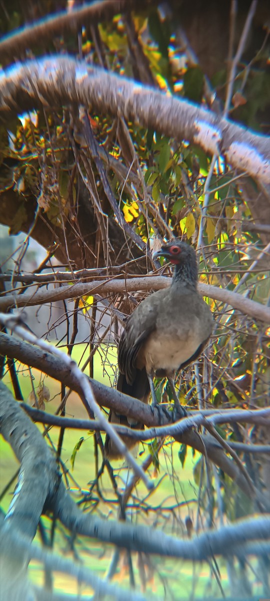 West Mexican Chachalaca - ML618849424