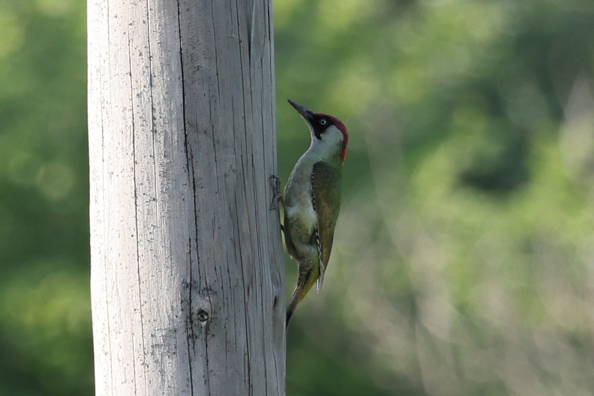 Eurasian Green Woodpecker - ML618849426