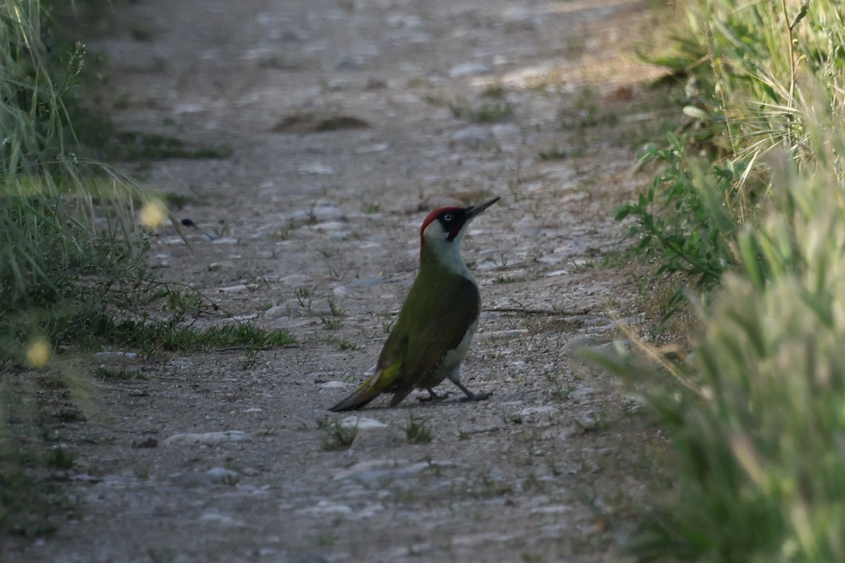 Eurasian Green Woodpecker - ML618849427