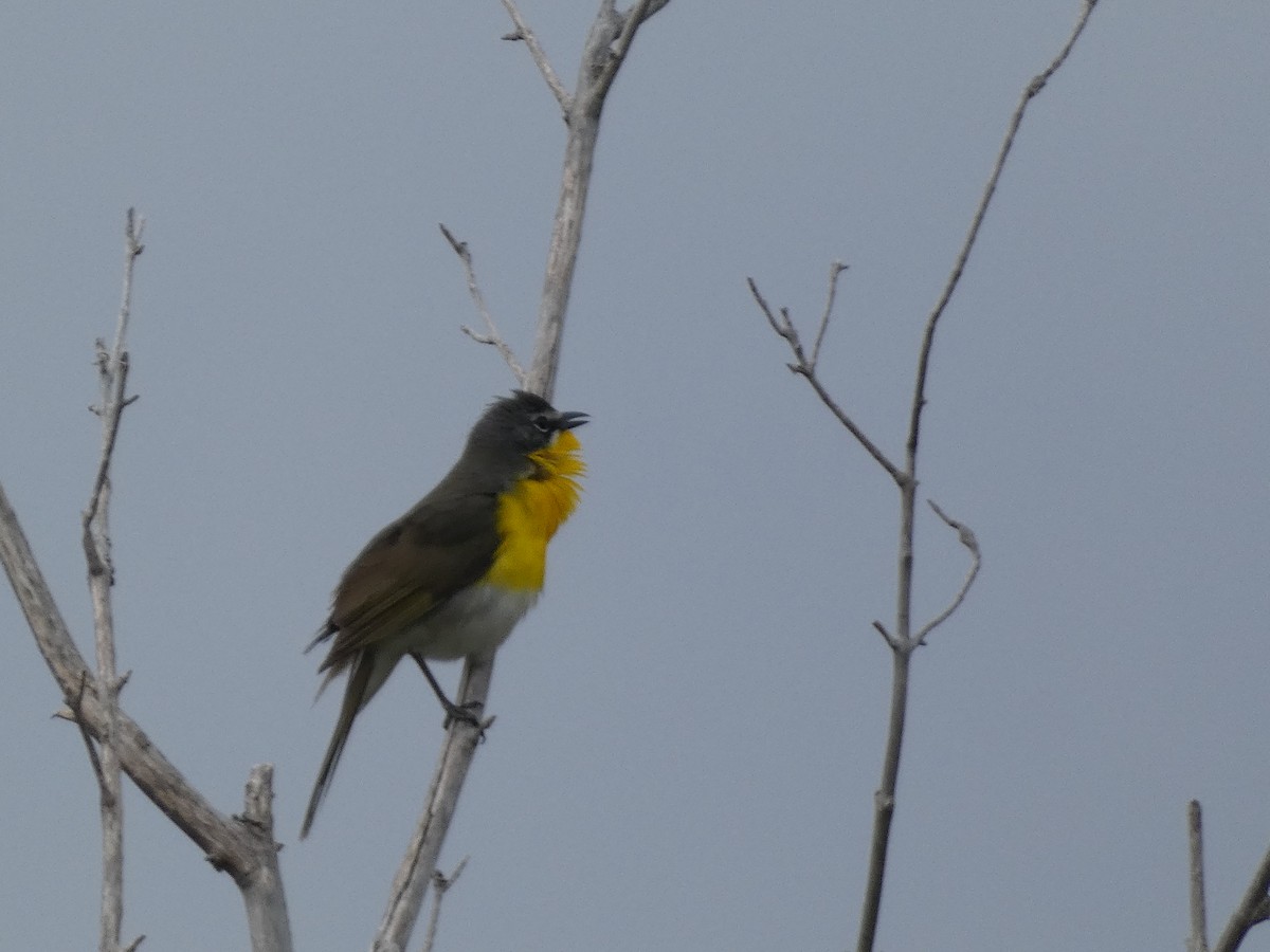 Yellow-breasted Chat - ML618849431