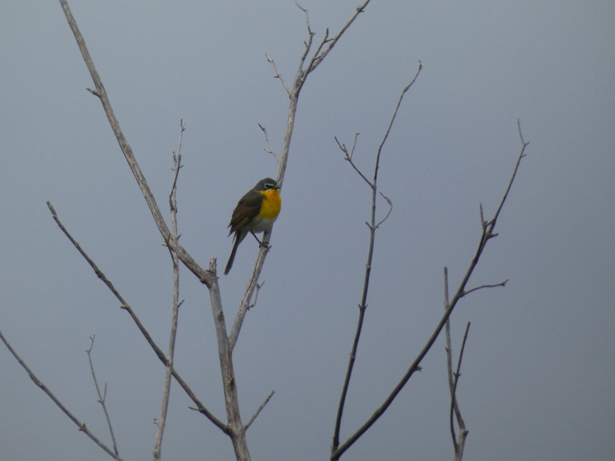 Yellow-breasted Chat - ML618849432