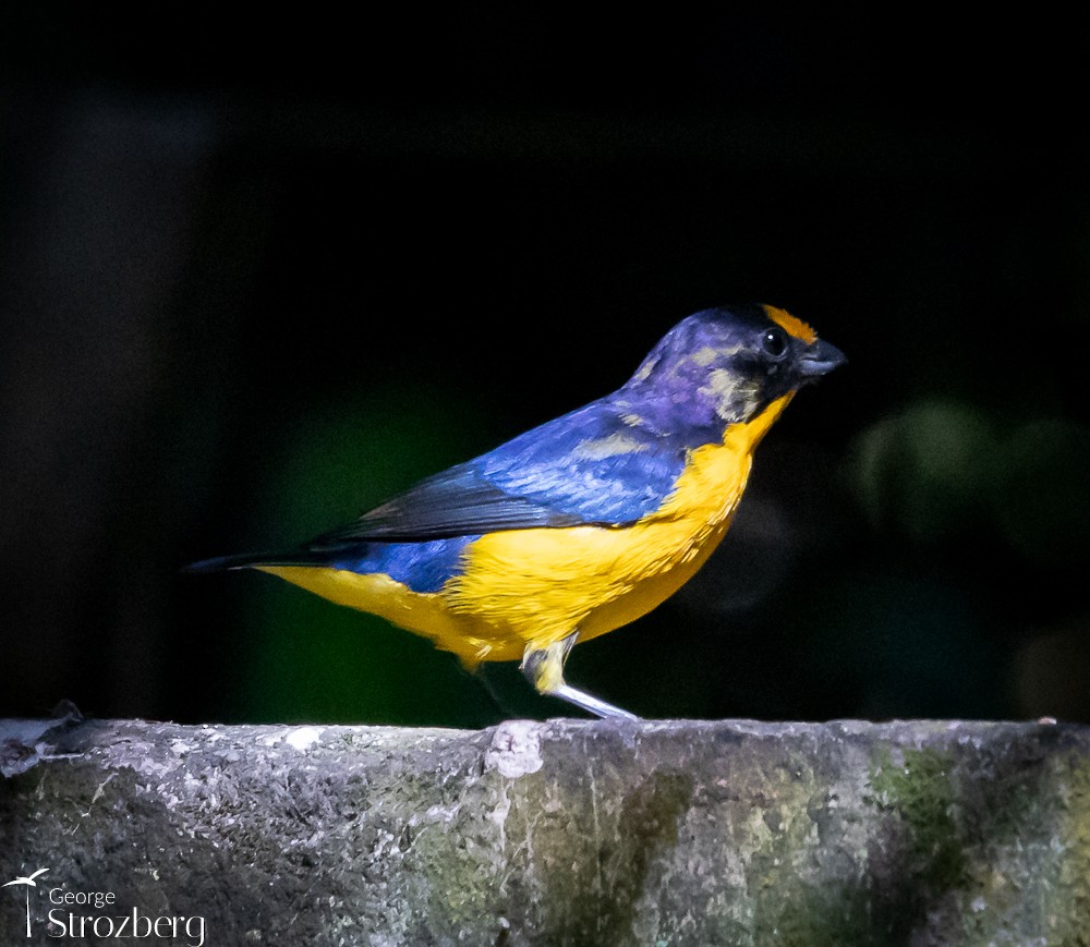 Violaceous Euphonia - George Strozberg