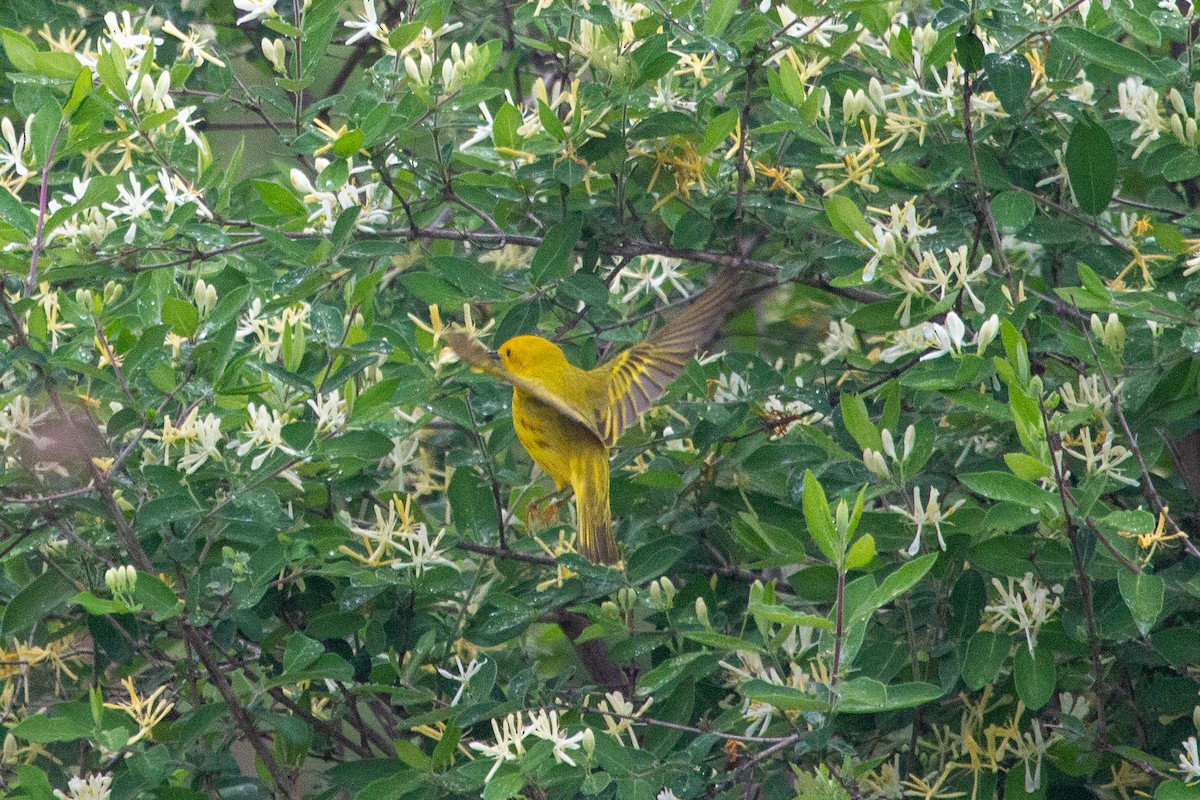 Yellow Warbler - ML618849479