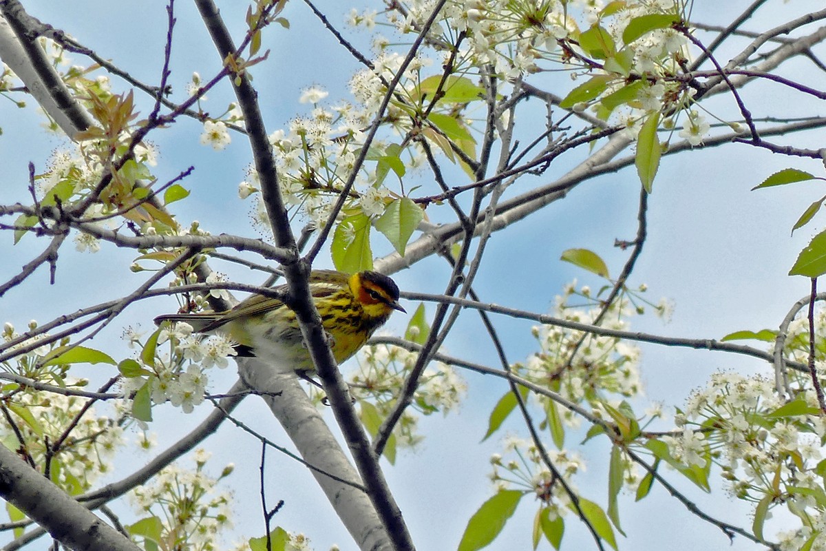 Cape May Warbler - ML618849483