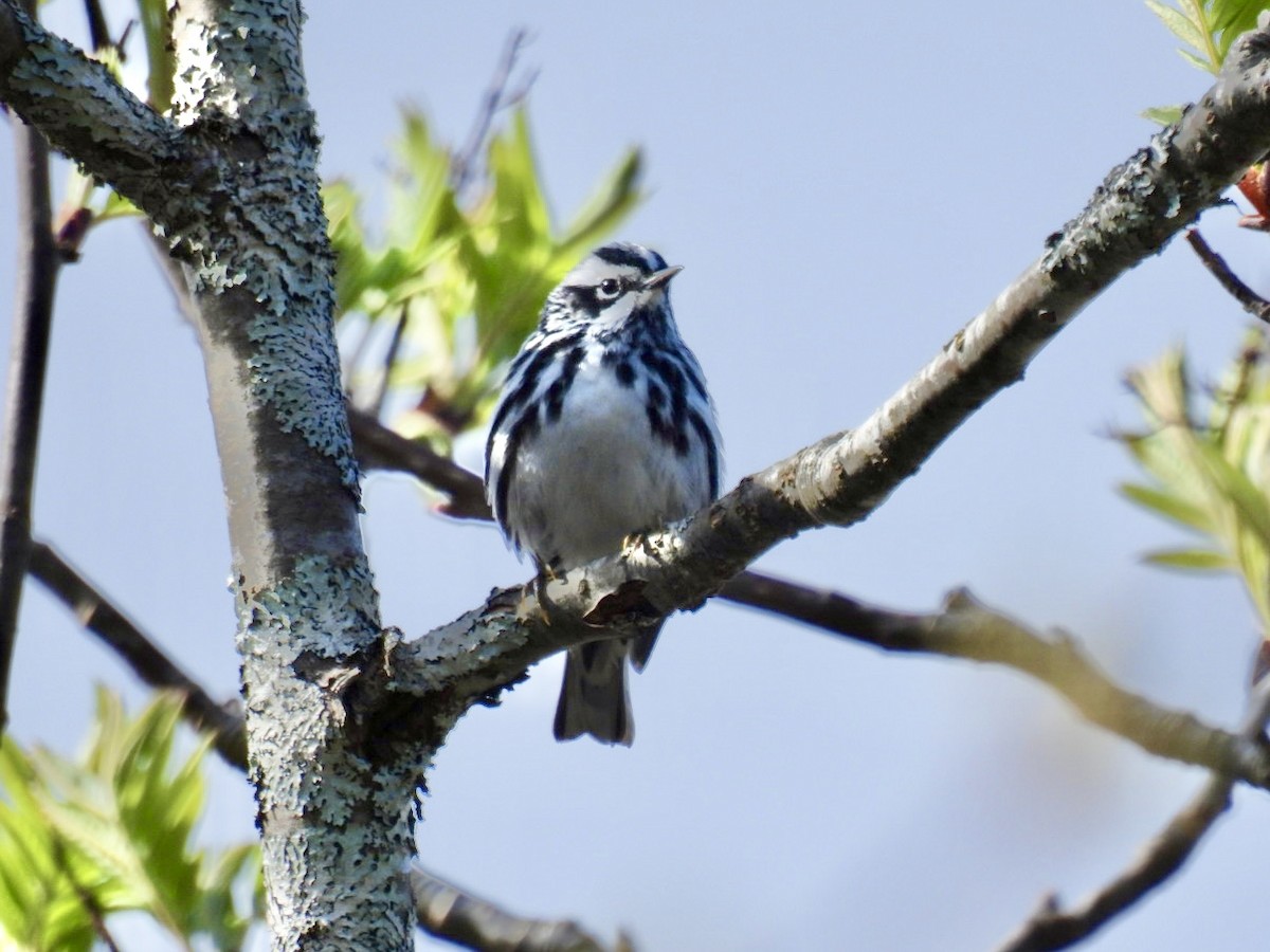 Black-and-white Warbler - Donna Reis