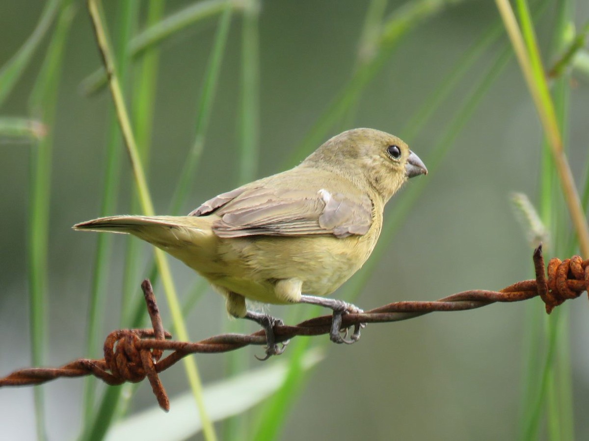 Yellow-bellied Seedeater - ML618849518