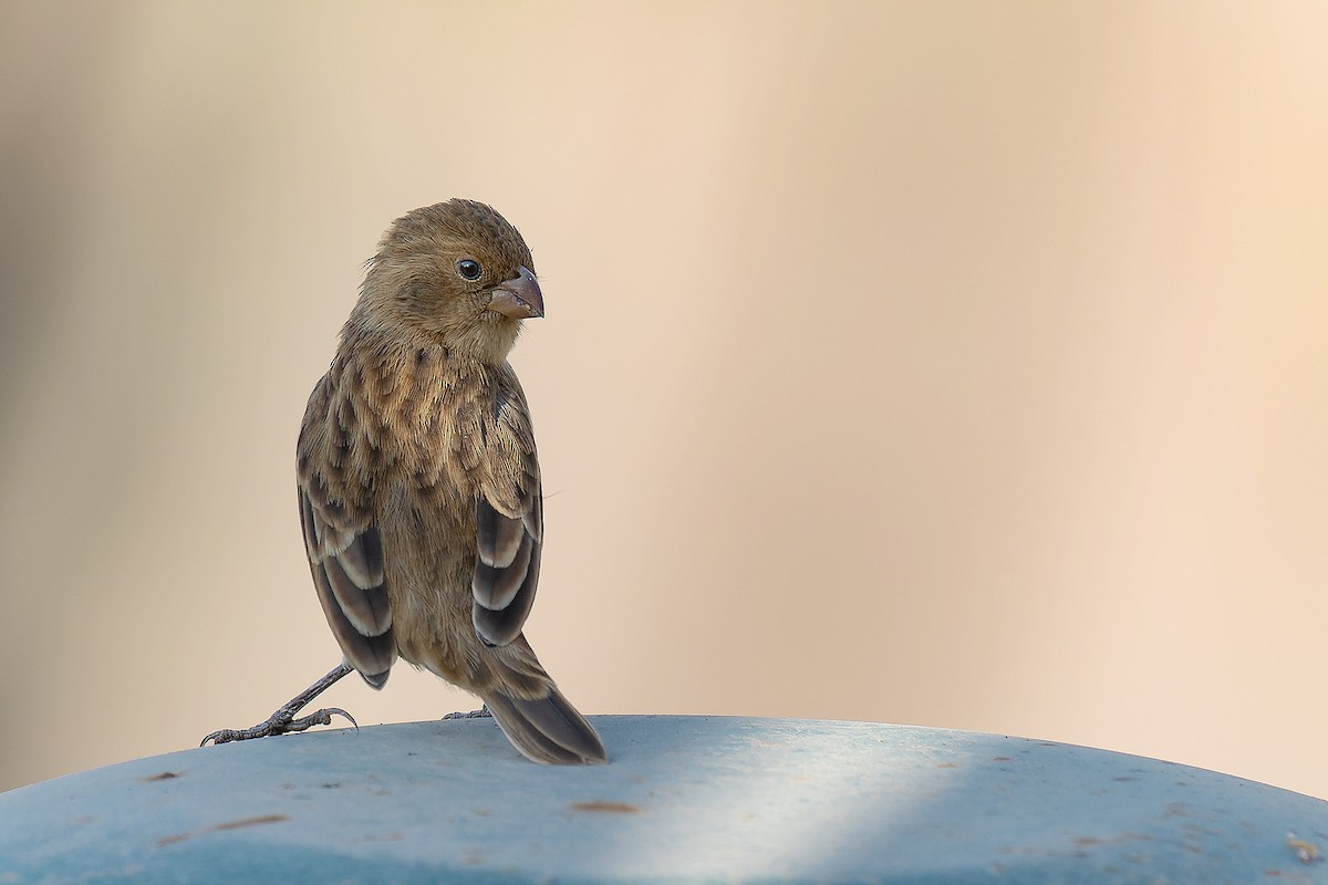 Chestnut-throated Seedeater - Shirley Freyre  Mauny
