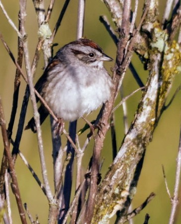 Swamp Sparrow - Joe  Terry