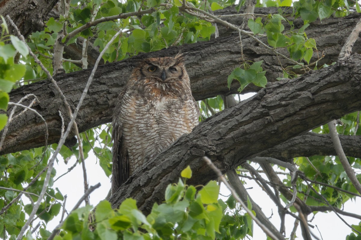 Great Horned Owl - ML618849581