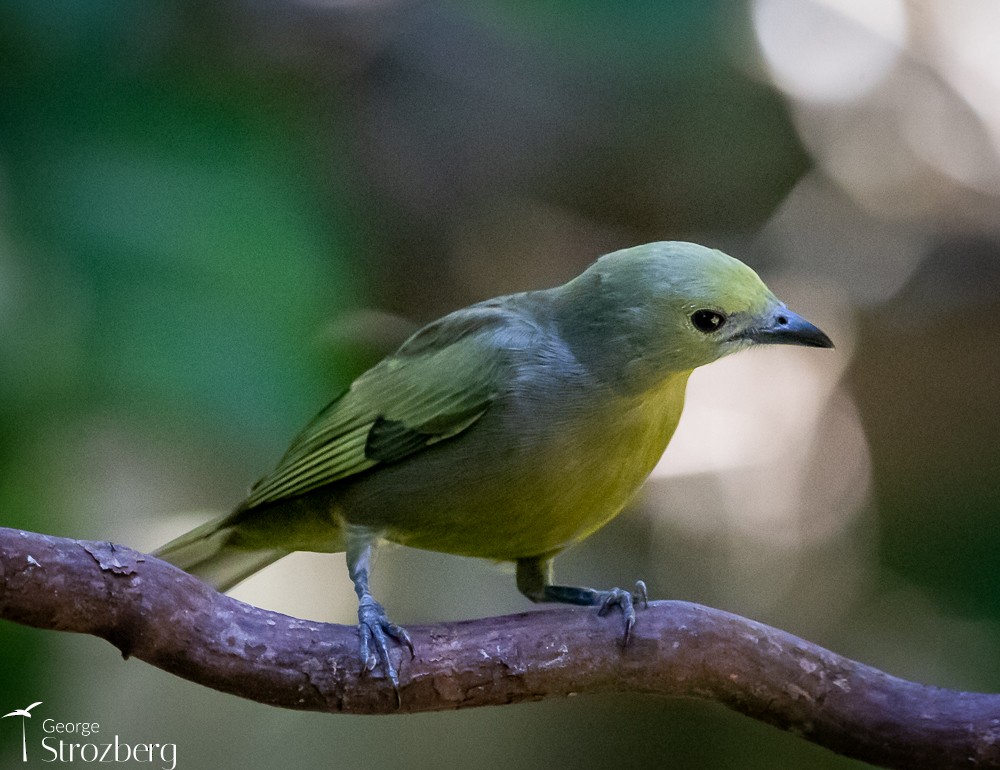 Palm Tanager - George Strozberg