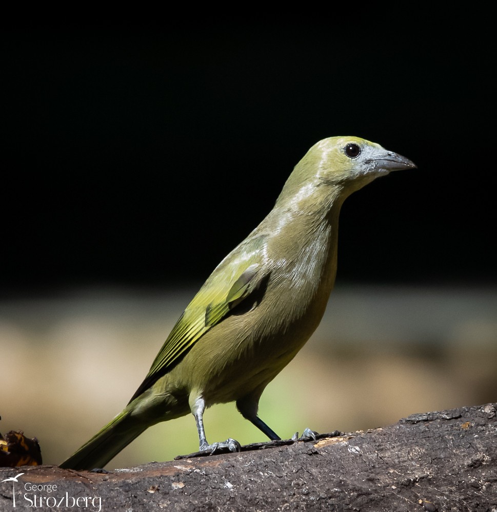 Palm Tanager - George Strozberg