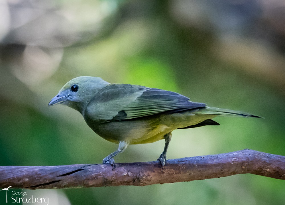 Palm Tanager - ML618849591