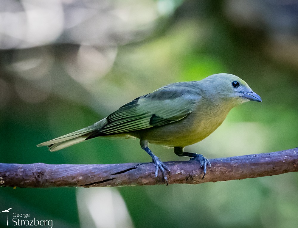 Palm Tanager - ML618849592