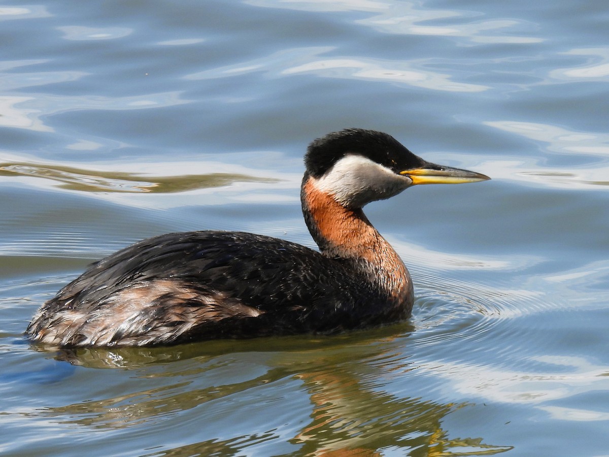 Red-necked Grebe - Pam Hawkes