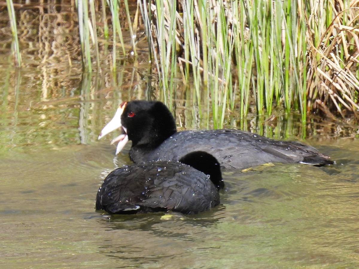 American Coot - Pam Hawkes