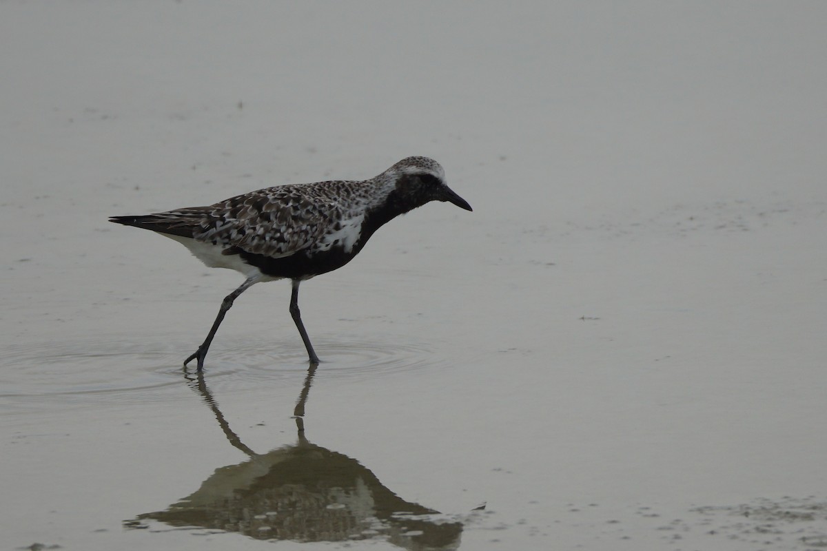 Black-bellied Plover - Chase Wilson