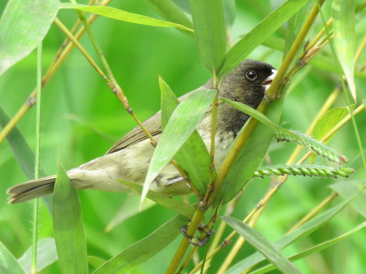 Yellow-bellied Seedeater - ML618849621
