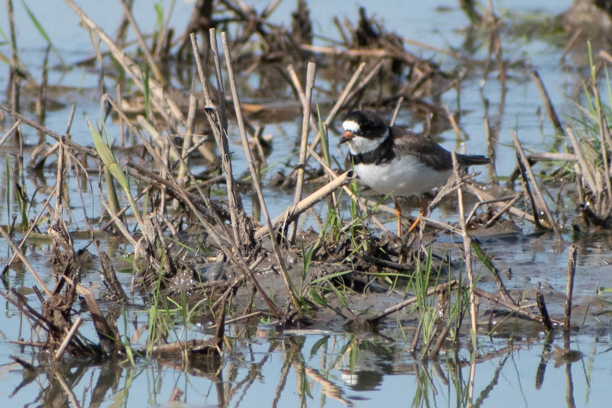 Semipalmated Plover - ML618849628