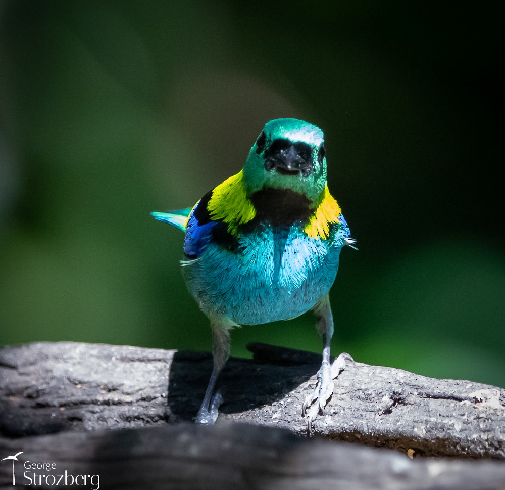 Green-headed Tanager - George Strozberg
