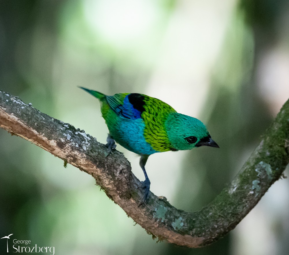 Green-headed Tanager - ML618849680