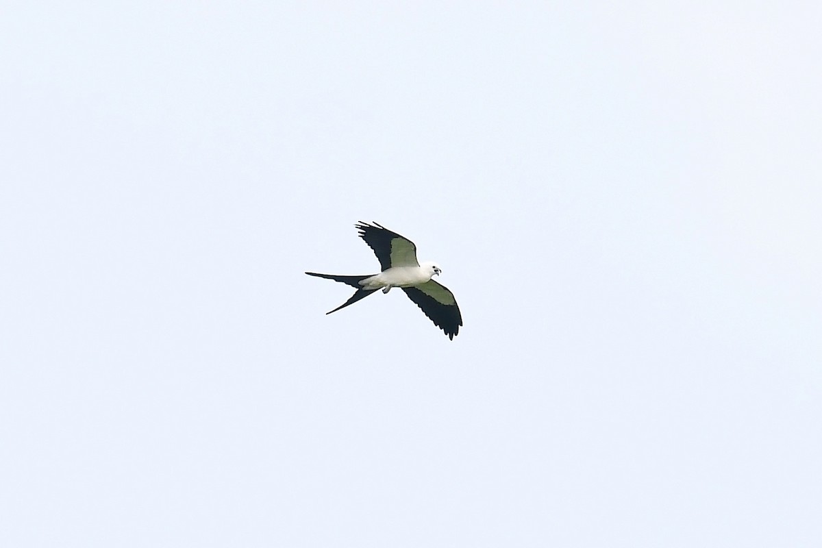 Swallow-tailed Kite - Ken Beeney