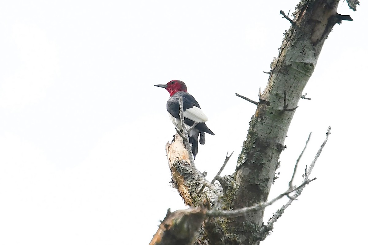 Red-headed Woodpecker - Ken Beeney