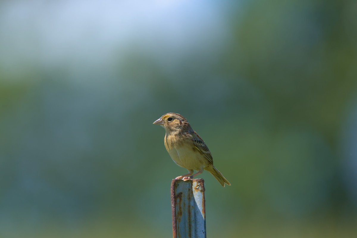 Grasshopper Sparrow - Mark Montazer