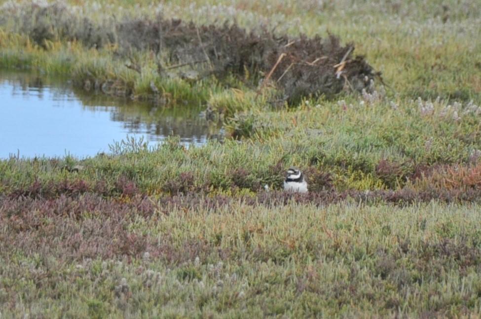 Common Ringed Plover - ML618849730