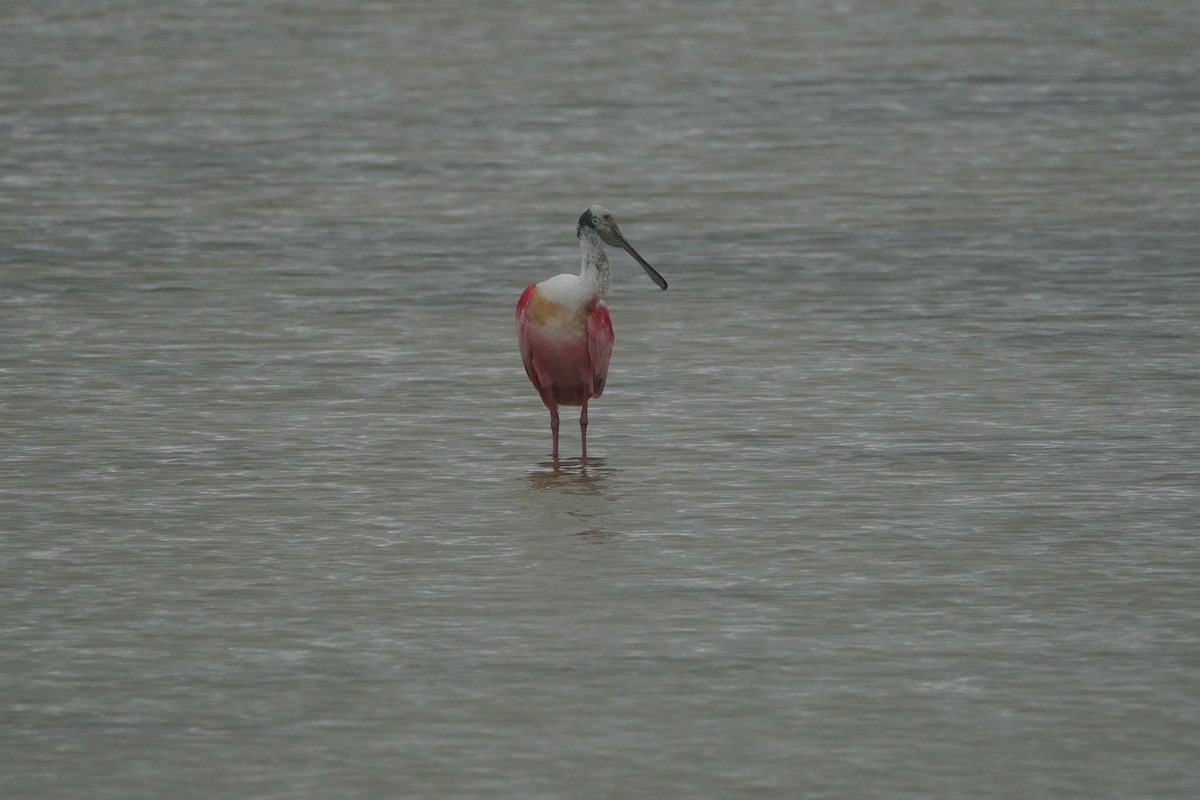 Roseate Spoonbill - Chase Wilson