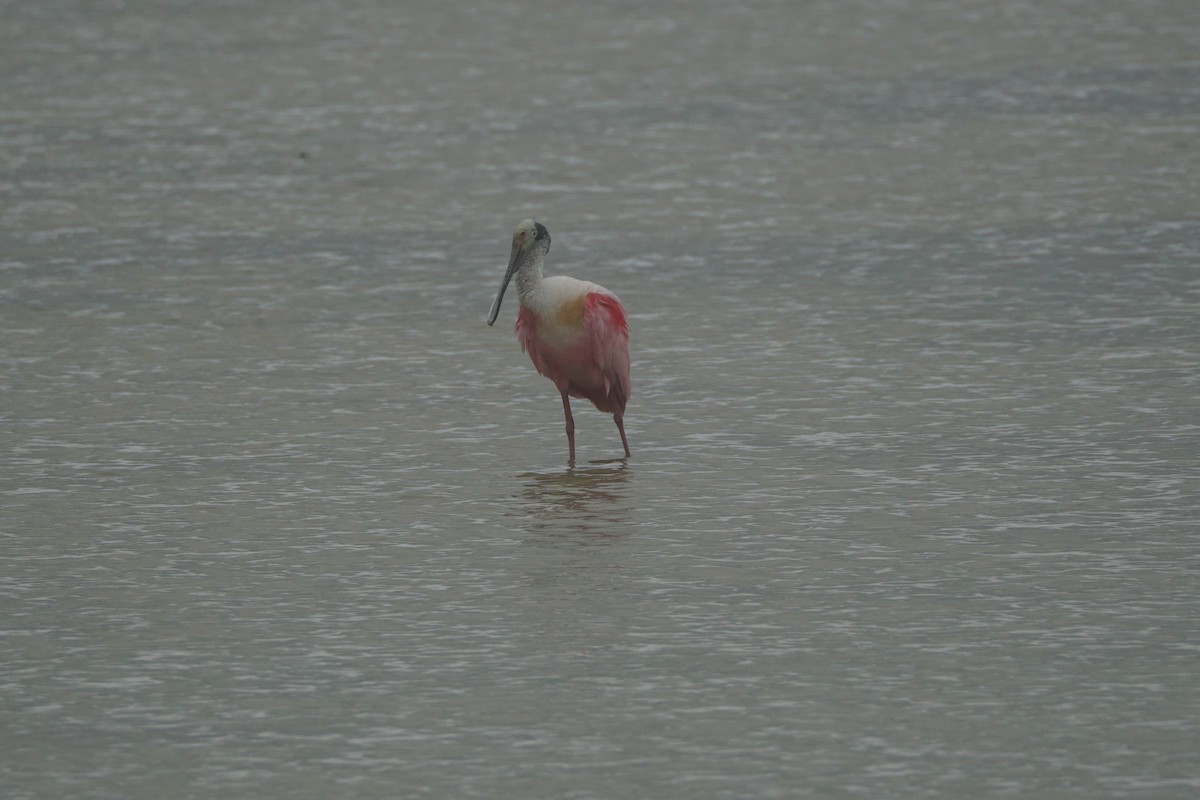 Roseate Spoonbill - Chase Wilson