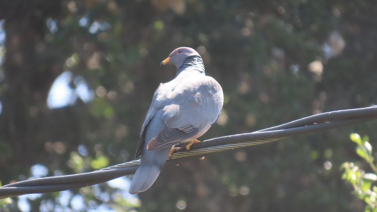 Band-tailed Pigeon - Brian Nothhelfer